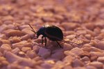 Facts on Beetle Insects