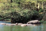 Where Are Hippos Mostly Found?