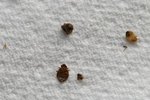 How to Detect Bedbugs