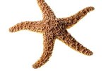Where Are Starfish Found?