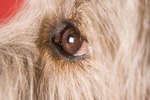 Pet Health & Symptoms of Glaucoma