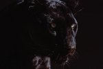 In Which Countries Do Black Leopards Live?