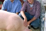What Do American Landrace Pigs Eat?