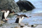 Penguins' Habitats & Ranges