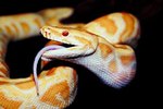 What Senses Do Snakes Use to Catch Their Prey?