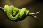 The Names of Brazilian Rainforest Snakes