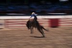 What Breeds of Horses Do They Use in the Rodeo?