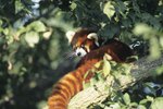 Does a Red Panda Hibernate or Migrate in Cold Weather?