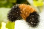 Different Kinds of Fuzzy Caterpillars
