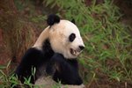 How Many Giant Pandas Are in Captivity in the United States?