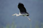 Birds Native to Illinois Wetlands