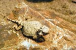 Habitat of a Texas Horned Frog