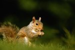 What Does It Mean When Squirrels Wag Their Tails When They Are Sitting?