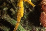The Differences Between the Sea Dragon & Seahorse