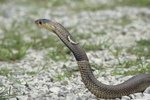 Are Red-Belly Snakes Dangerous?