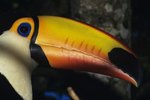 The Difference Between a Toucan & a Hornbill