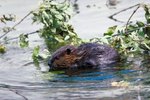 What Animal Eats Beavers?