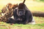 Silverback Gorilla Information