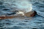 What Oceans are Sperm Whales Found In?
