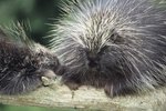 How Long Do Porcupines Stay With Their Mom?