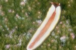 Things That Eat Flatworms