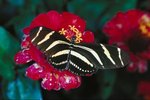 Information About Zebra Butterflies