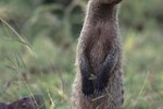 Can I Keep a Mongoose as a Pet?