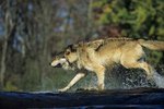 The Maximum Speed of a Wolf