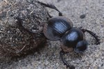 What Are the Stages of Beetle Development?