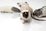 How Do Rats Communicate?