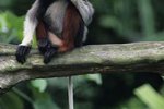 What Do Red-Shanked Douc Langur Eat?