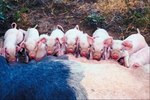 The Stages of Gestation of Domestic Pigs