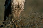 For How Long Does a Red-Tailed Hawk's Molting Last?