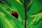 Characteristics of a Ladybug