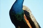 Habits of Peacocks