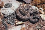 Do Snakes Emit Odors When Hibernating?