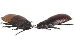 What Reptiles Eat Cockroaches?