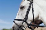 Fitting a Bridle to Your Horse's Head
