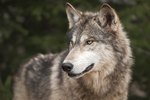 What Is the Difference Between Gray & Timber Wolves?