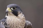 Different Breeds of Falcons