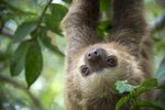 Eating Habits of a Three-Toed Sloth