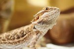 How to Get Your Bearded Dragon to Like You