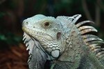 How Can You Tell a Girl Iguana From a Boy?