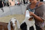 How to Get Newborn Goats to Nurse