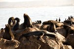 Sea Lions' Adaptations for Catching Prey