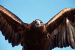 How Fast Does the Golden Eagle Fly?