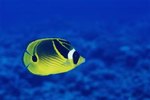 Butterfly Fish Food