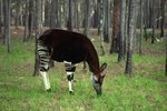 What Kind of Climate Do the Okapis Live In?