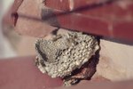 The Life Cycle of Paper Wasps