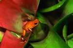 Bromeliads and Frogs